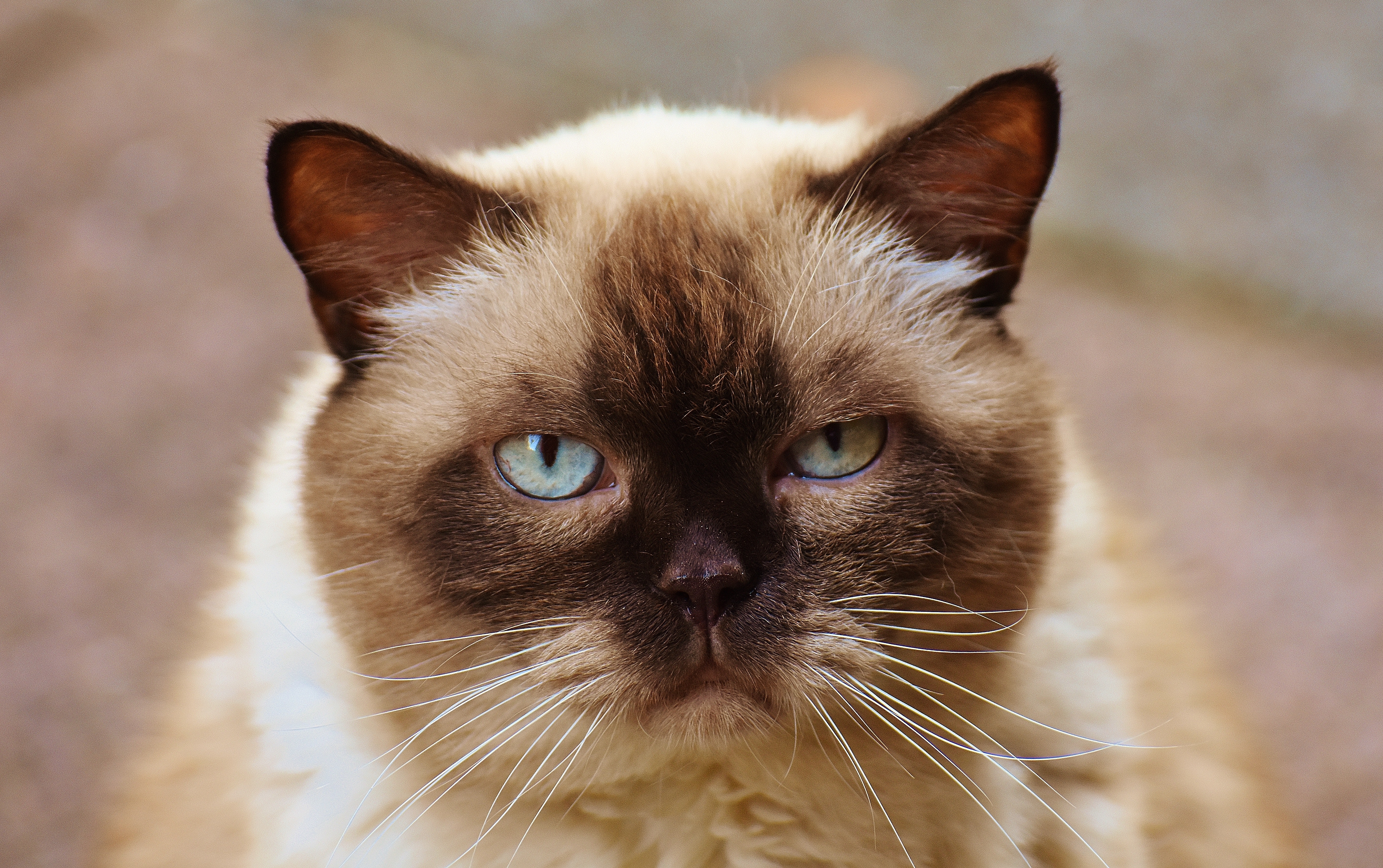 Himalayan katterase med flat nese.
