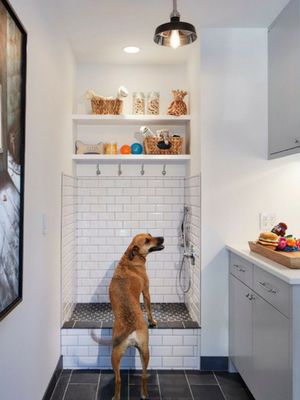 En hund står foran en spesialbygd hundedusj i et flislagt vaskerom.