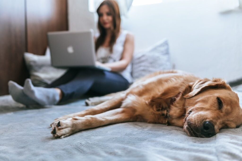 En golden retriever sover på sengen mens eieren jobber på bærbar PC i bakgrunnen.
