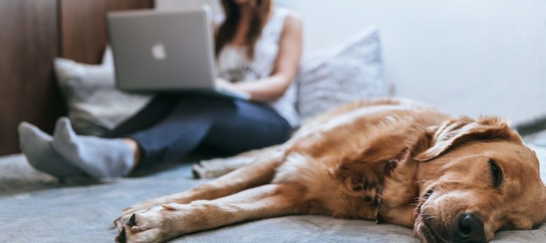 En golden retriever sover på sengen mens eieren jobber på bærbar PC i bakgrunnen.