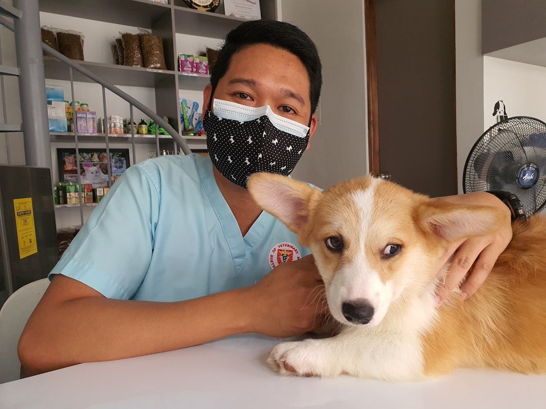 En veterinær med munnbind som holder en liten corgi-valp på klinikken.