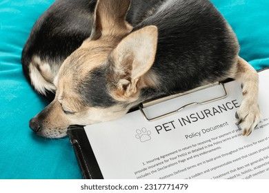 En liten hund som hviler hodet på et dokument for kjæledyrforsikring.