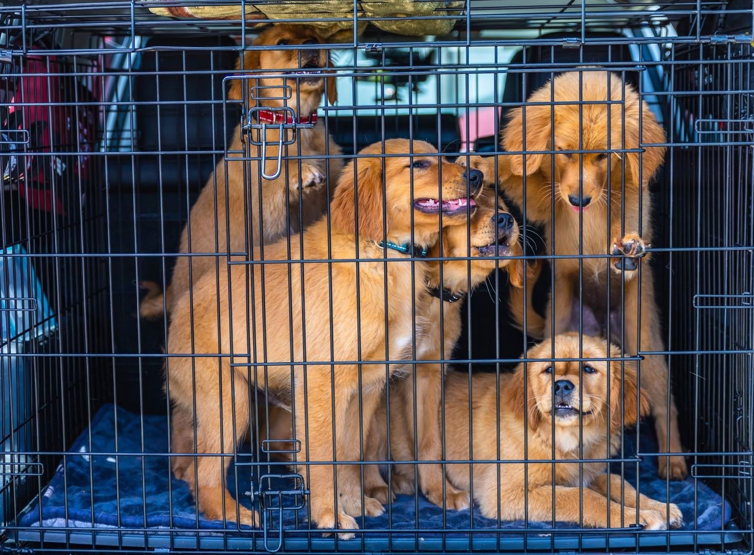 Flere golden retriever-valper sitter tett sammen i et bur i en bil