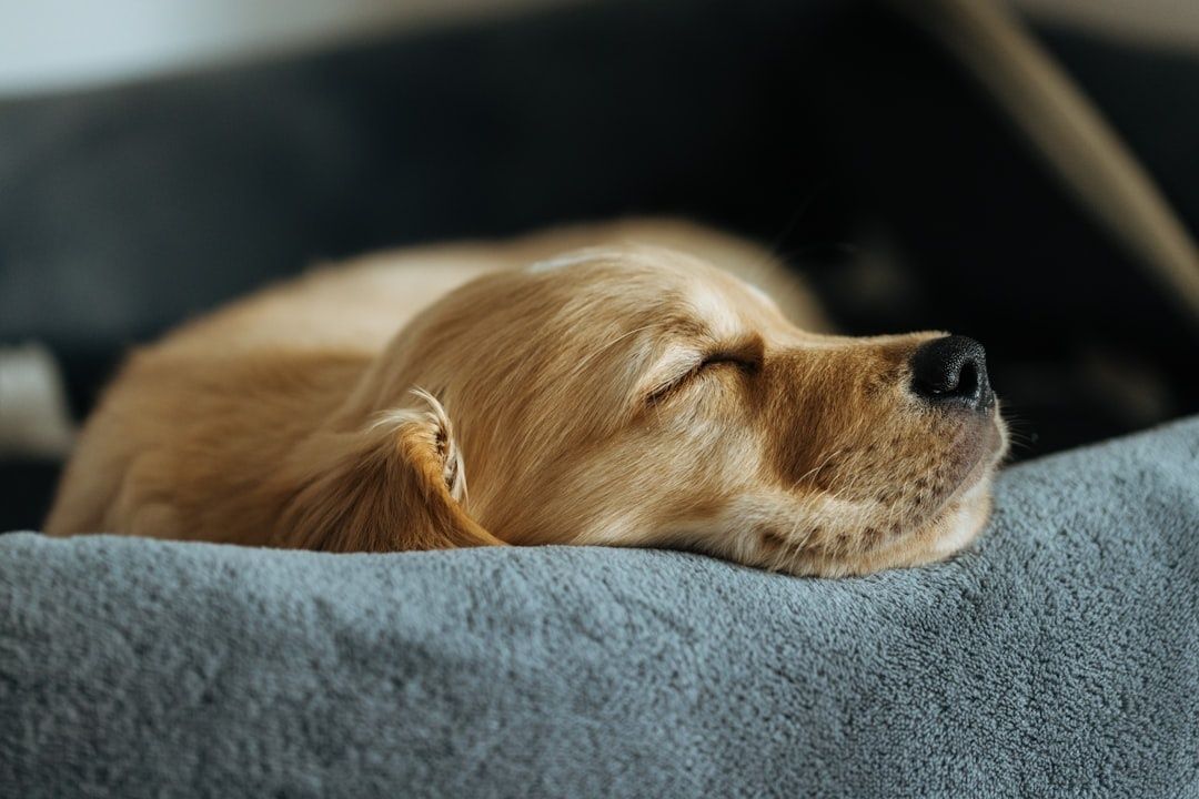Golden hund sover fredelig på en myk, grå pute