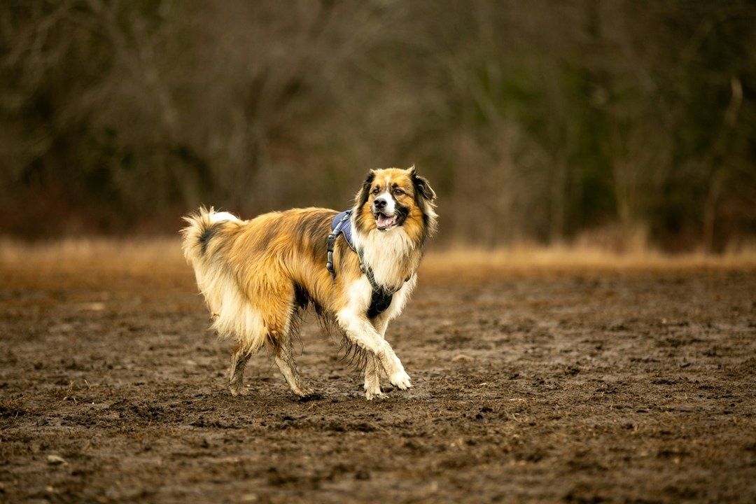 Langhåret hund med sele går over våt og gjørmete skogsmark