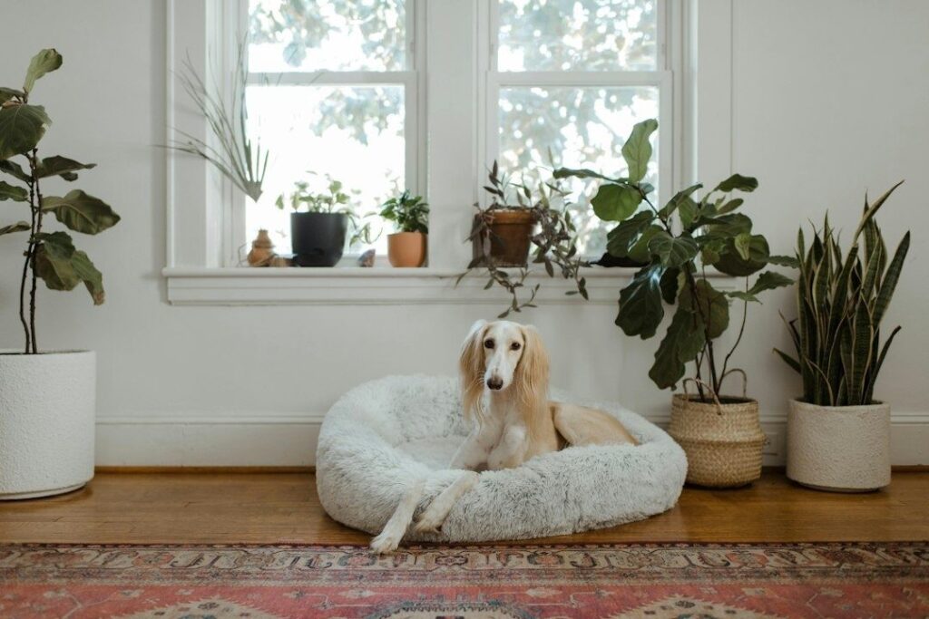 Hund hviler i en myk seng i en rolig, plantefylt krok