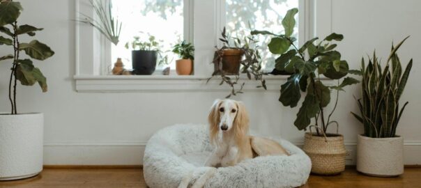 Hund hviler i en myk seng i en rolig, plantefylt krok