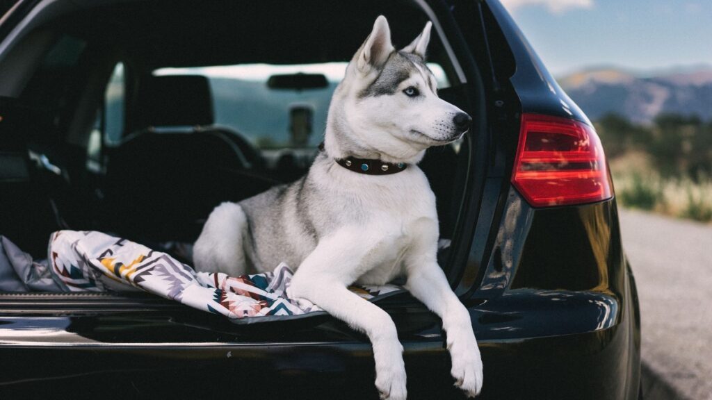 Husky sitter rolig i bagasjerommet på en bil under en biltur
