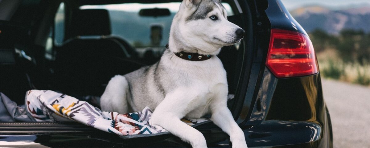 Husky sitter rolig i bagasjerommet på en bil under en biltur